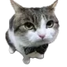 macsek