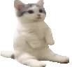 CatSitLeft