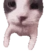 catKiss