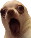dog_scared