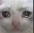 Cat Cry catcry Discord Emoji