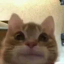 ZZComparingPPSizeWithACucumber