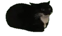 SpinnyCat
