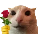 CatRose