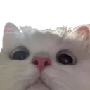 catlook