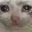 sadcat2