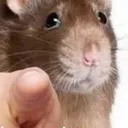 ratyou