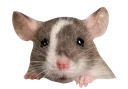 ratlook