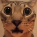 catter_disbelief
