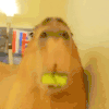 capybara