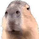 capybaraaa
