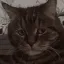 sadCat