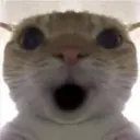 poggies