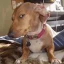 susDog
