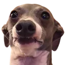 SadDog