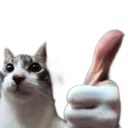 thumbcat