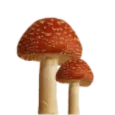 6mushroom1