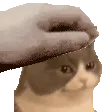 PETTHECAT