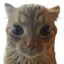 gakster