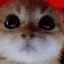 pc_Catonojao
