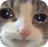 sad_cat2