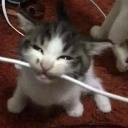 chomp