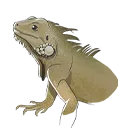 iguana