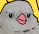 bird