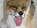 fox_lick