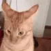 CatHmph
