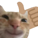 Catapproves Discord Emoji