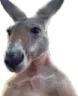 kangaroo