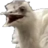 birb