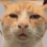 catconfused
