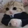 BasedCat