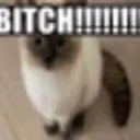 bitch bitch