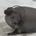 boogie