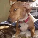 sideeye_dawg