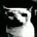 Catdark