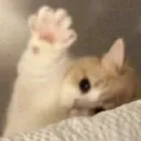 hai hai