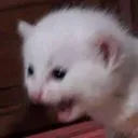 UC_scared_cat Discord Emoji