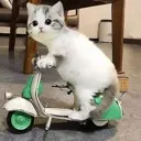 scootercat