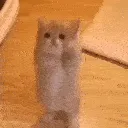 please please