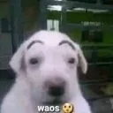 waos waos