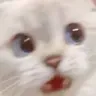 meowshock