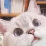 meowlook meowlook