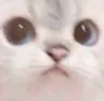 meowcute