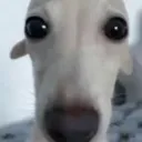 AQlooks_stares