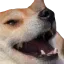 dogekek