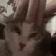 cat_Pat